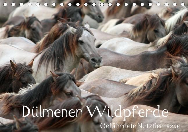 Cover: 9783660482171 | Dülmener Wildpferde - Gefährdete Nutztierrasse (Tischkalender...