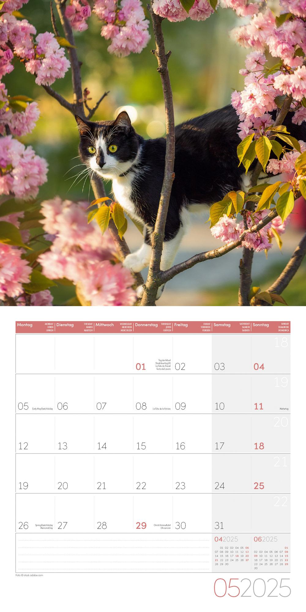 Bild: 9783838445205 | Katzen Kalender 2025 - 30x30 | Ackermann Kunstverlag | Kalender | 2025