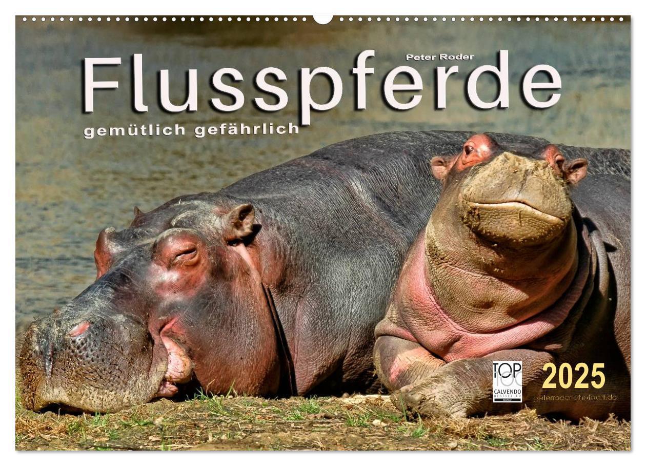 Cover: 9783435470211 | Flusspferde - gemütlich gefährlich (Wandkalender 2025 DIN A2 quer),...