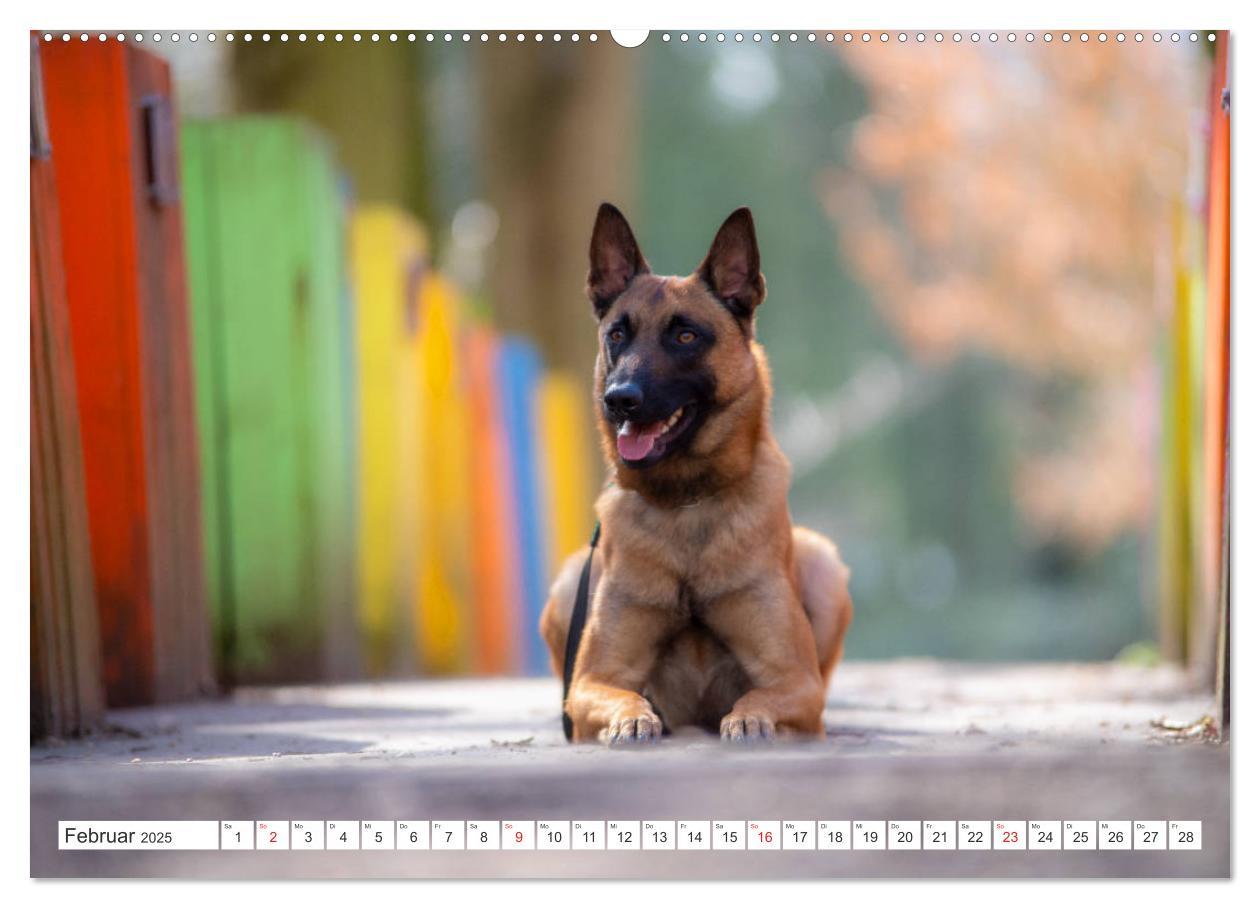 Bild: 9783435144808 | Malinois - belgischer Schäferhund (Wandkalender 2025 DIN A2 quer),...