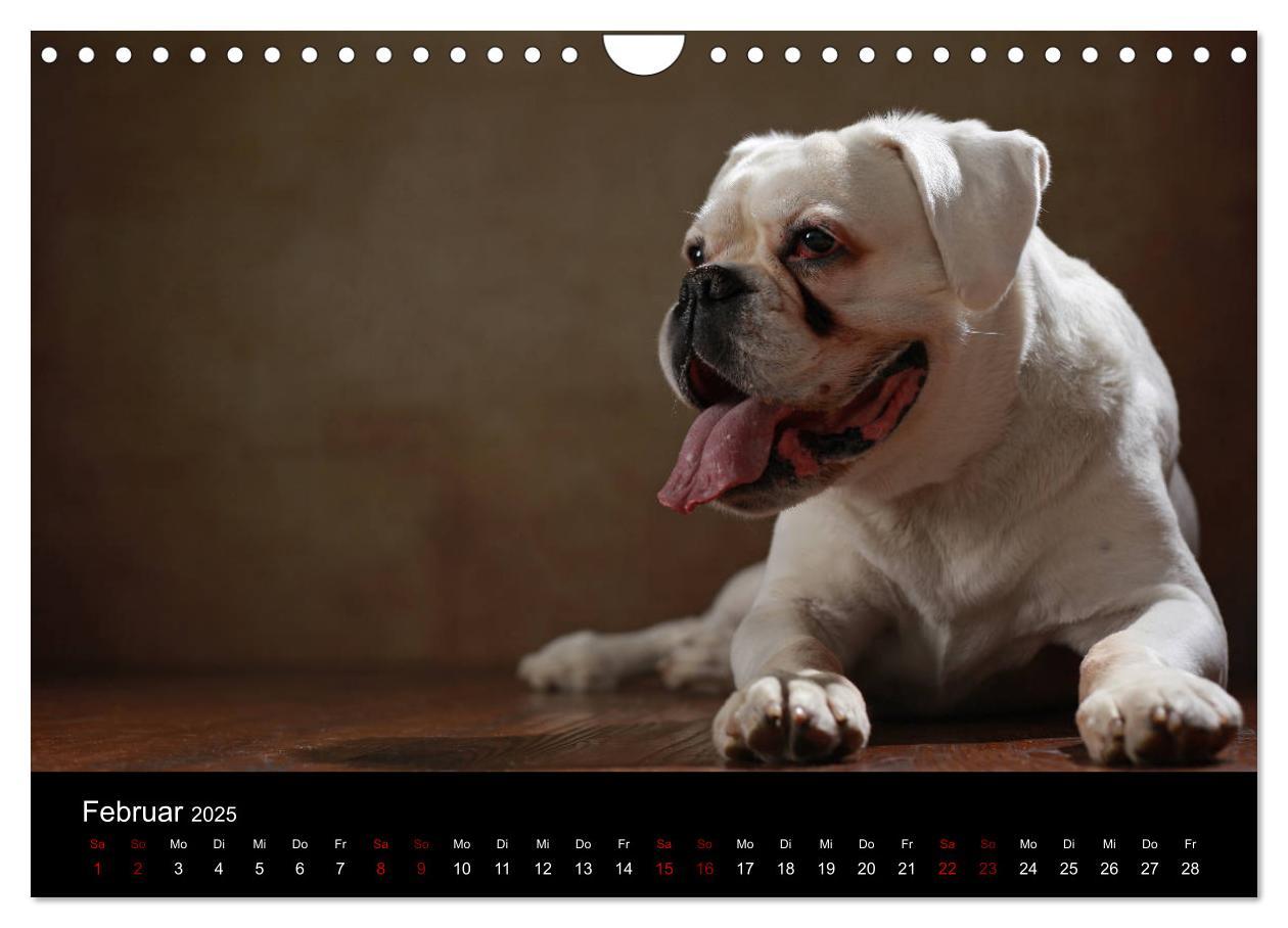 Bild: 9783435436675 | Liebenswerte Boxer (Wandkalender 2025 DIN A4 quer), CALVENDO...