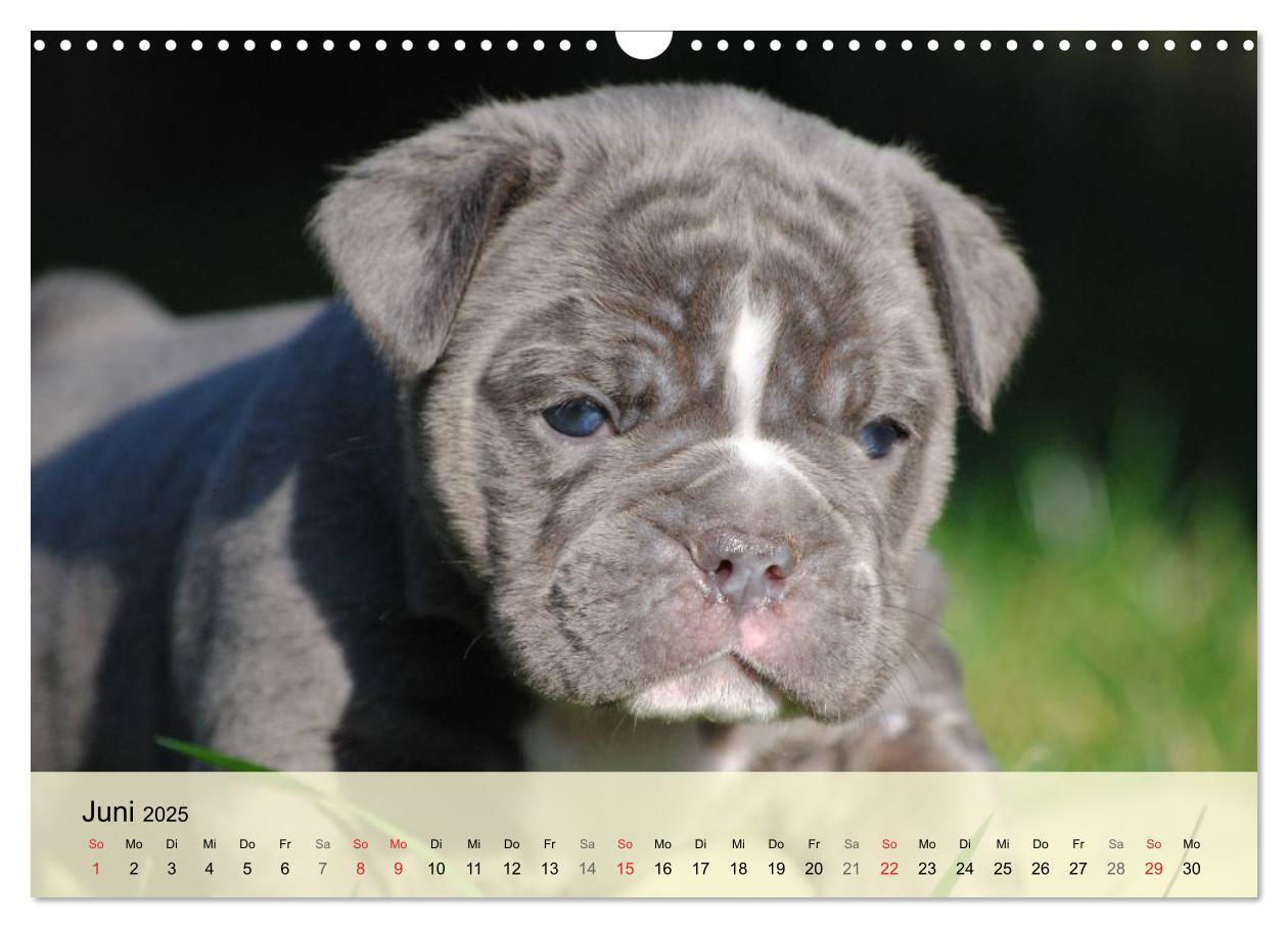 Bild: 9783435729296 | Bulldoggen-Kindergarten (Wandkalender 2025 DIN A3 quer), CALVENDO...