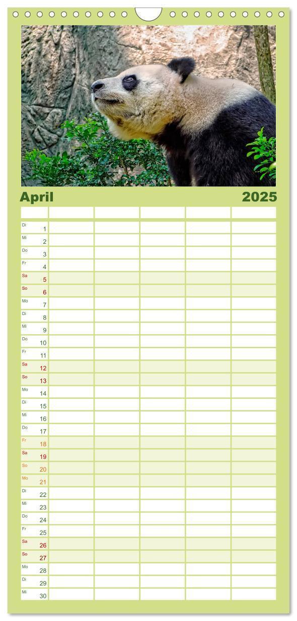 Bild: 9783457116166 | Familienplaner 2025 - Niedlicher Panda mit 5 Spalten (Wandkalender,...