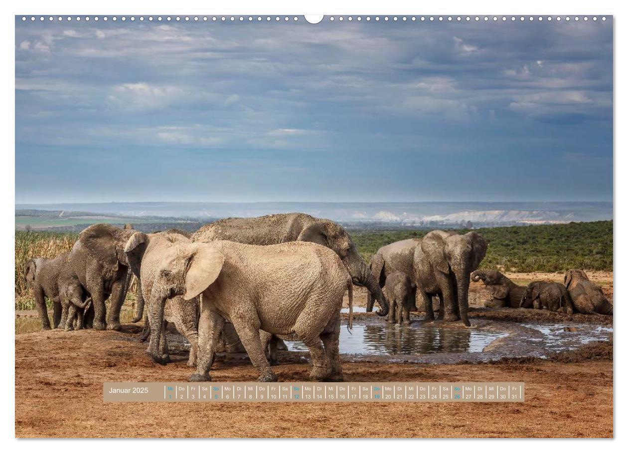 Bild: 9783435577781 | Afrikas Tierwelt - Wilde Elefanten (Wandkalender 2025 DIN A2 quer),...