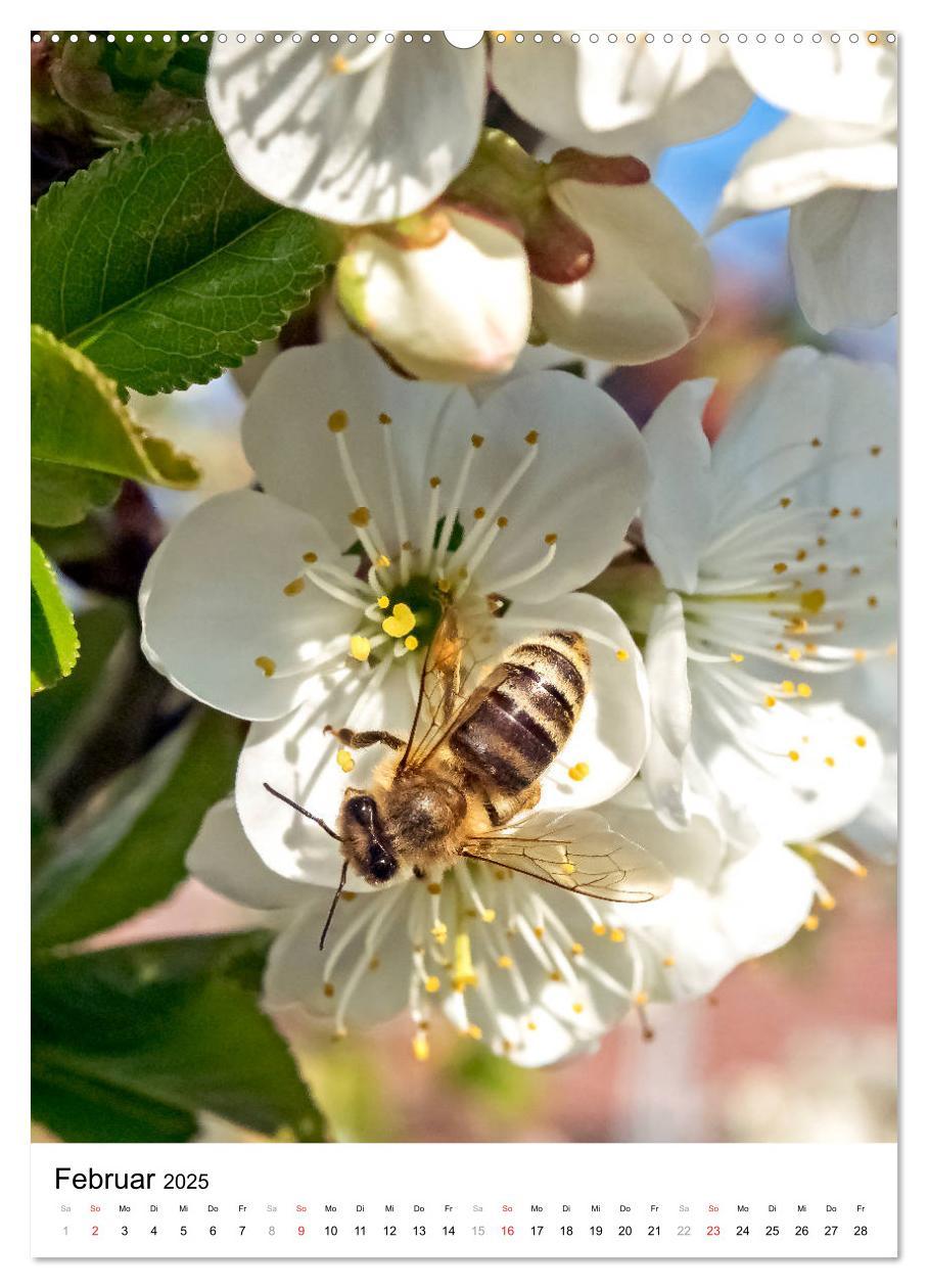 Bild: 9783435966219 | BIENEN - Kleine Nützlinge ganz nah (Wandkalender 2025 DIN A2 hoch),...