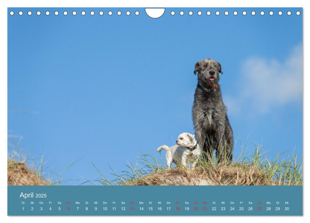 Bild: 9783435425501 | Irische Wolfshunde (Wandkalender 2025 DIN A4 quer), CALVENDO...