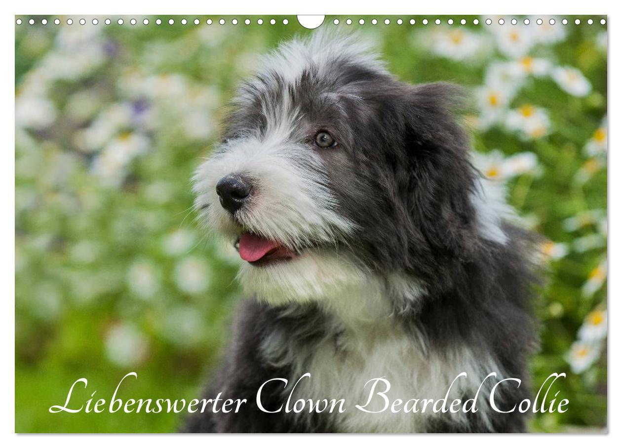 Cover: 9783435573509 | Liebenswerter Clown Bearded Collie (Wandkalender 2025 DIN A3 quer),...