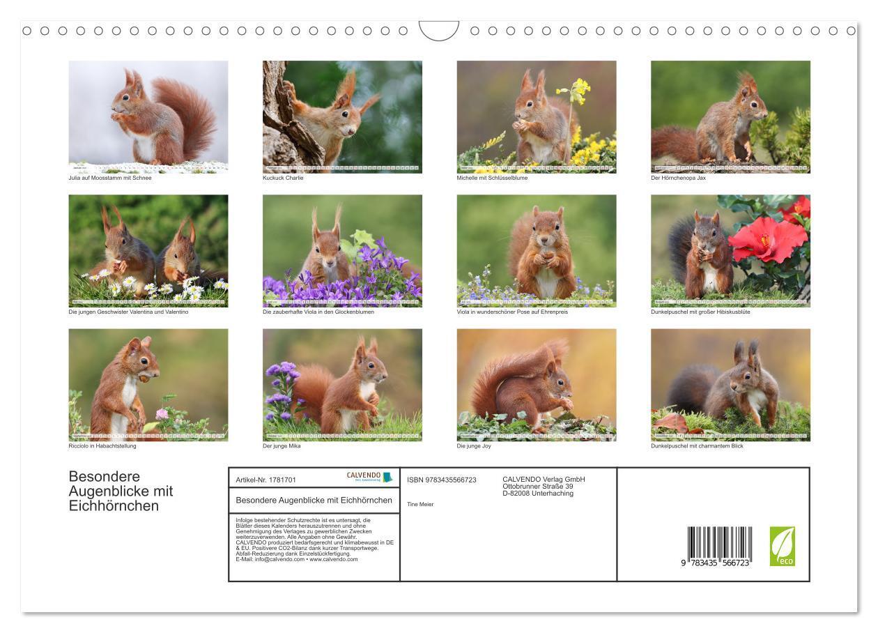 Bild: 9783435566723 | Besondere Augenblicke mit Eichhörnchen (Wandkalender 2025 DIN A3...