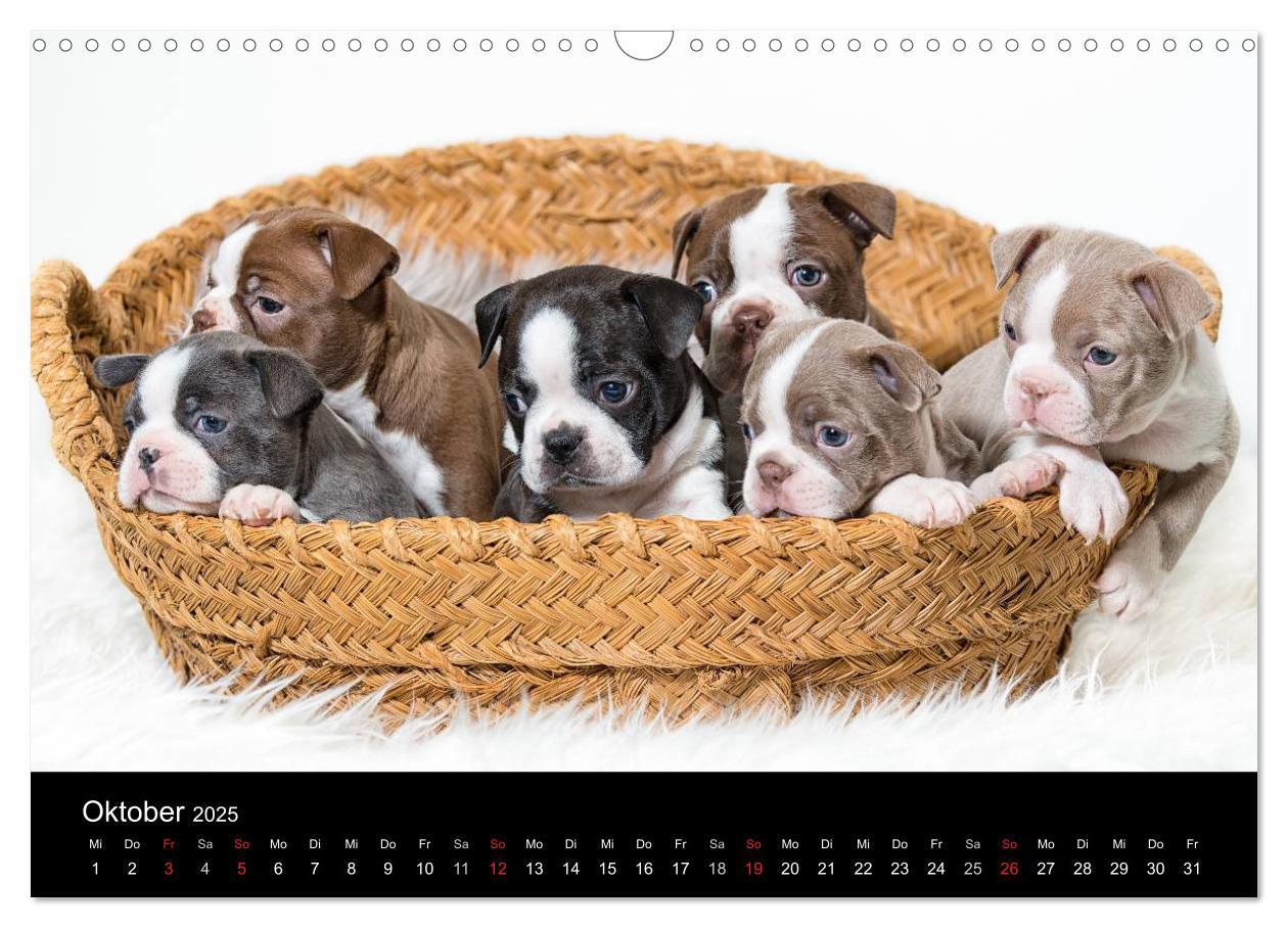 Bild: 9783435613892 | Colored Boston Terrier 2025 (Wandkalender 2025 DIN A3 quer),...