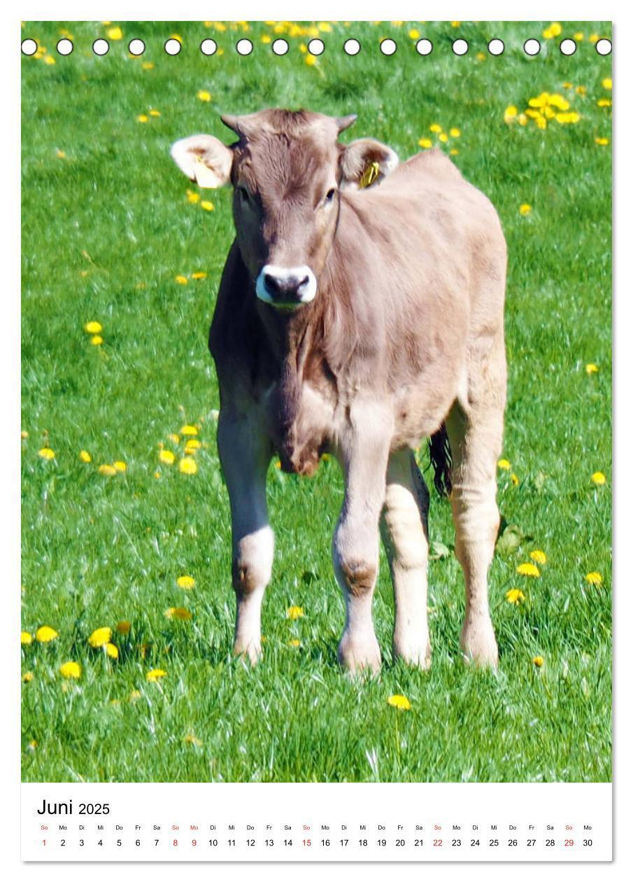 Bild: 9783435930296 | Allgäu, Berge, Wiesen, Seen und Kühe. (Tischkalender 2025 DIN A5...