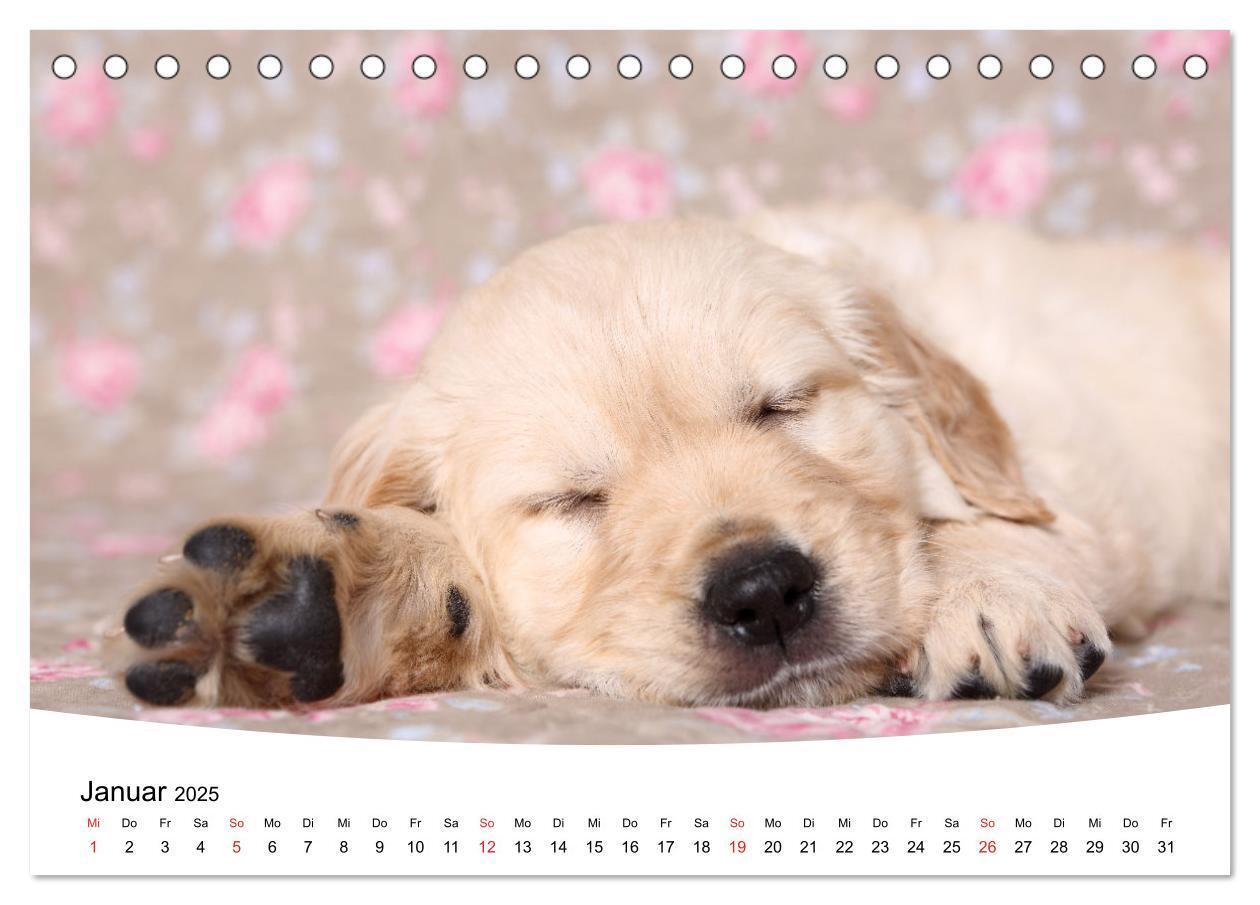 Bild: 9783435159857 | Süße Träume 2025 - schlafende Hundewelpen (Tischkalender 2025 DIN...