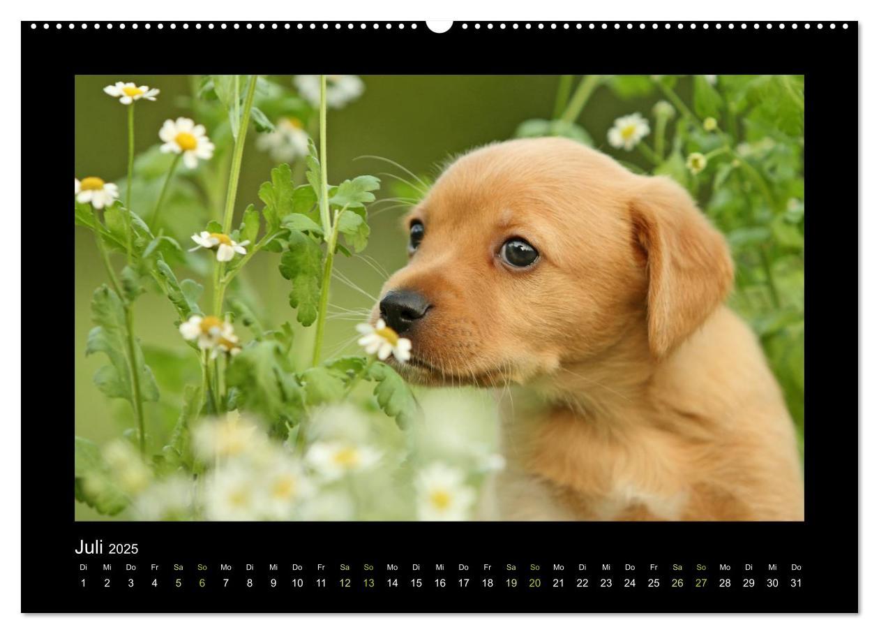 Bild: 9783435640744 | Allerlei Hundekinder (Wandkalender 2025 DIN A2 quer), CALVENDO...