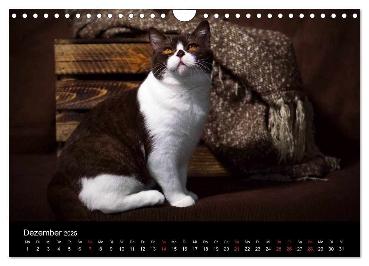 Bild: 9783435488506 | Schokoladige Britisch Kurzhaar Katzen (Wandkalender 2025 DIN A4...