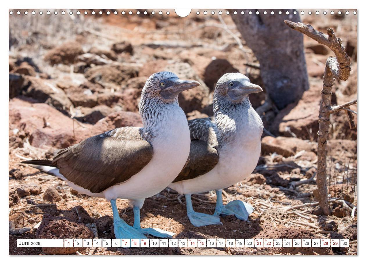 Bild: 9783435324118 | Galapagos-Inseln - Ein Paradies für Tiere (Wandkalender 2025 DIN A3...