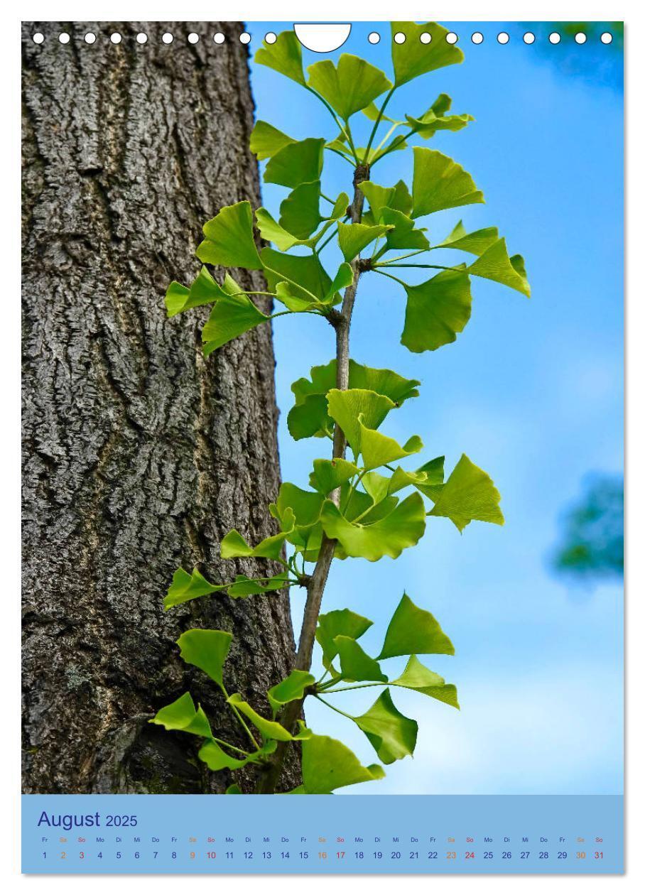 Bild: 9783435975204 | Ginkgo (Wandkalender 2025 DIN A4 hoch), CALVENDO Monatskalender | 2025