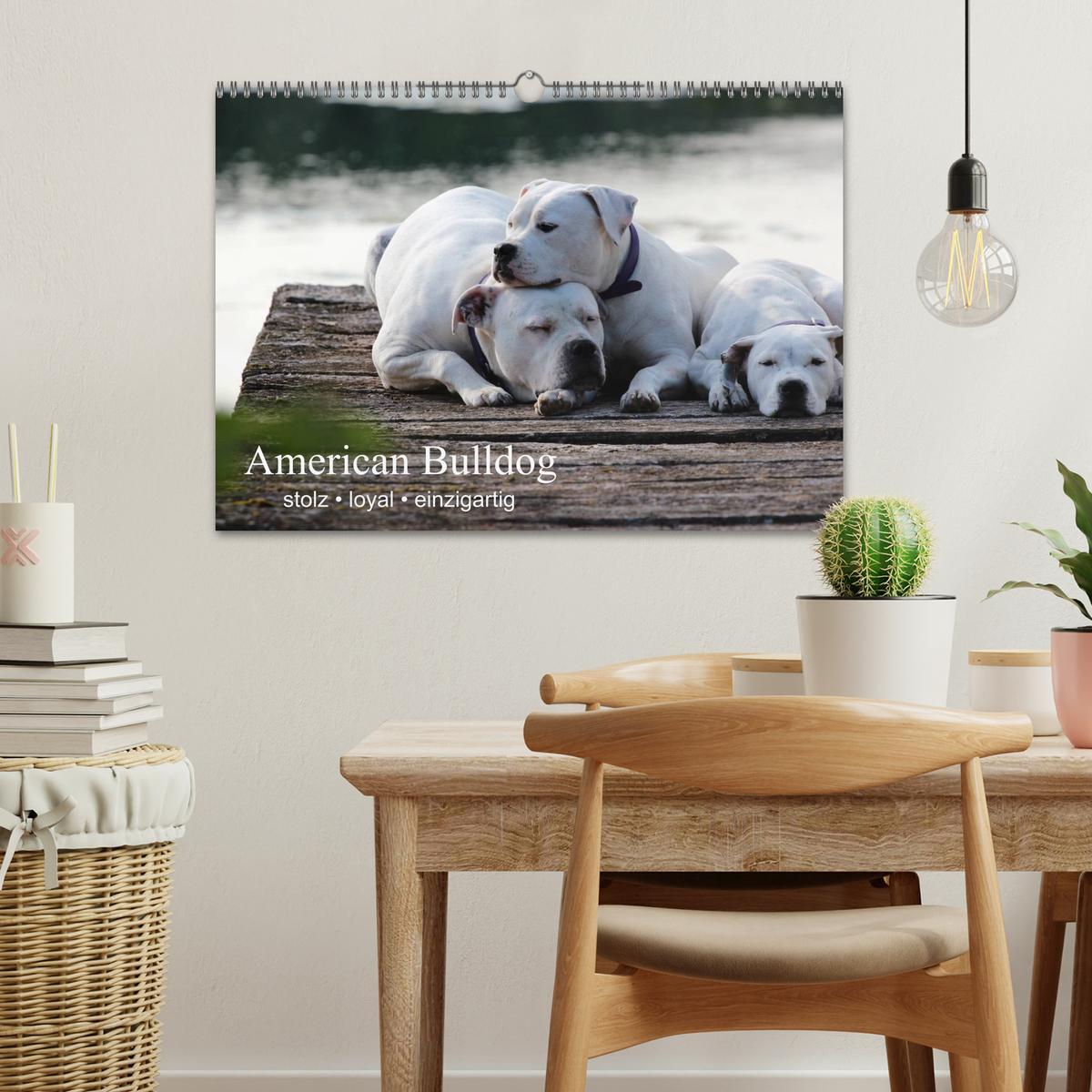 Bild: 9783435656240 | American Bulldog - stolz, loyal, einzigartig (Wandkalender 2025 DIN...