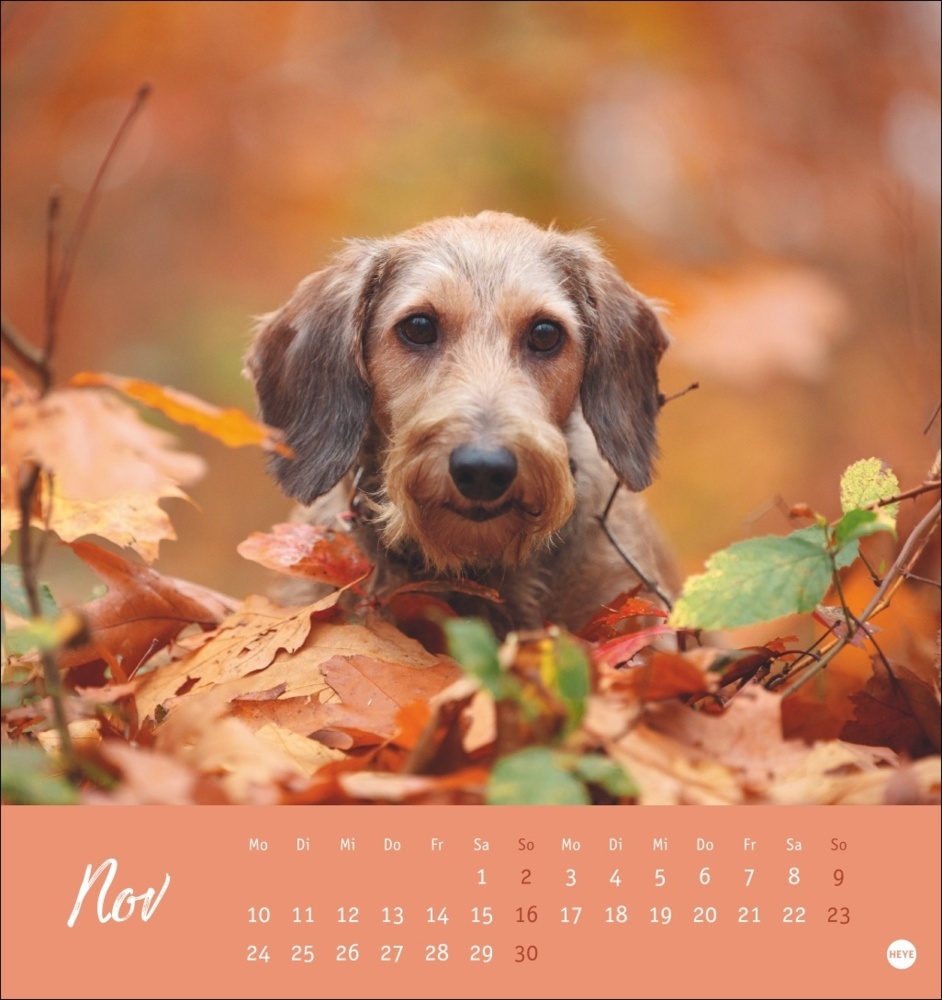 Bild: 9783756407156 | Dackel Postkartenkalender 2025 | Kalender | Spiralbindung | 13 S.