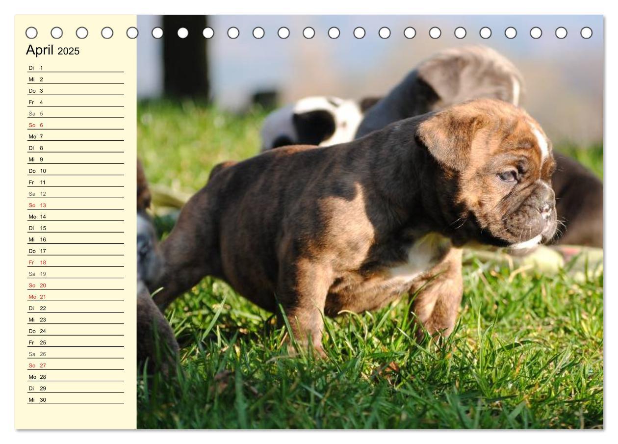 Bild: 9783435533497 | Bulldoggen-Moppelchen (Tischkalender 2025 DIN A5 quer), CALVENDO...