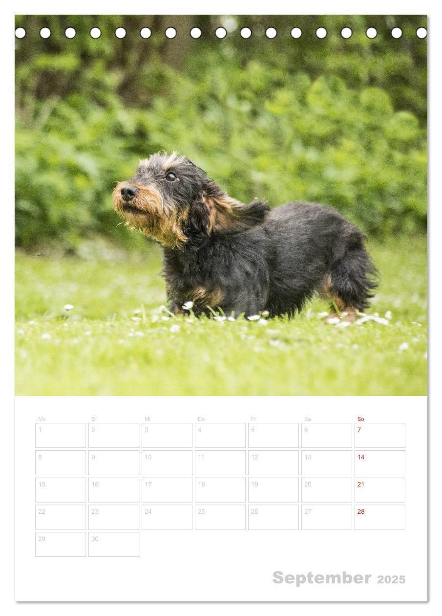 Bild: 9783457013472 | Der Dackel - mein kleiner Freund (Tischkalender 2025 DIN A5 hoch),...