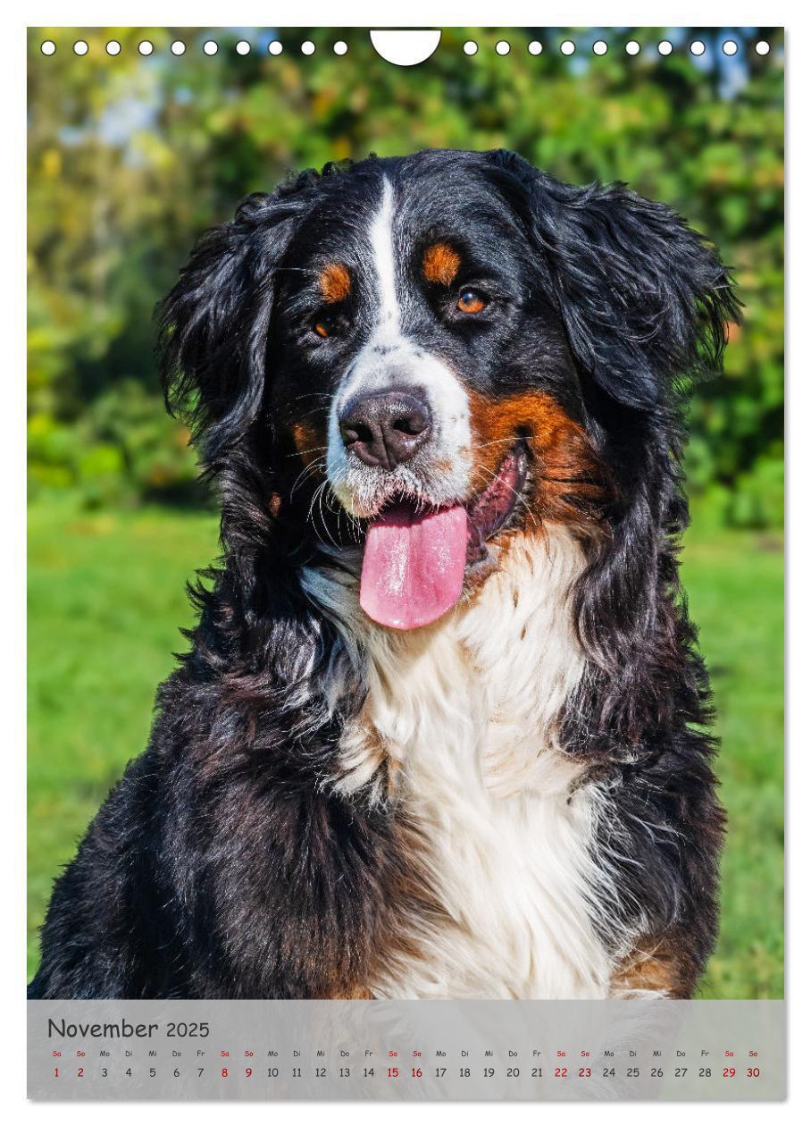 Bild: 9783457159149 | Berner Sennenhund - Ein Hund für alle Fälle (Wandkalender 2025 DIN...