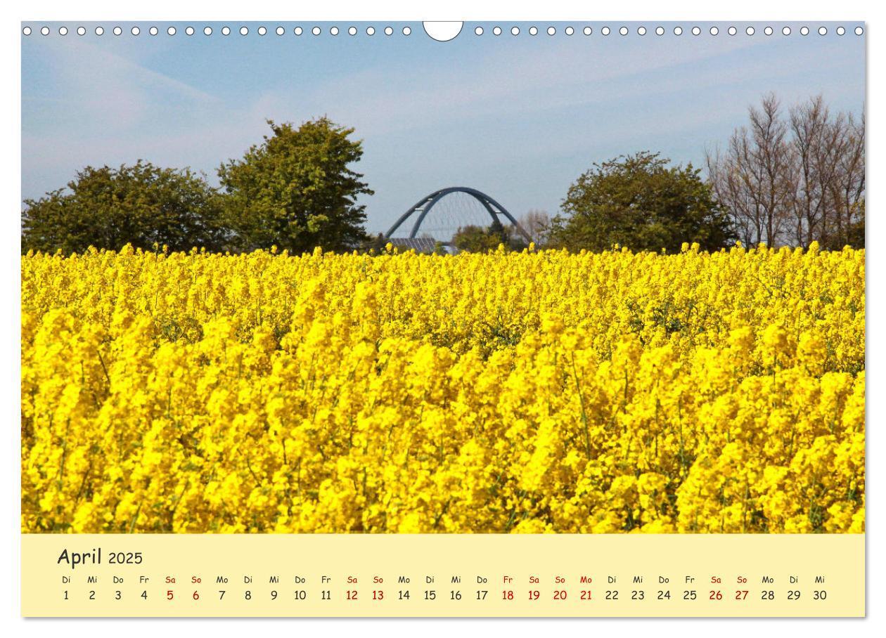 Bild: 9783435095162 | Rapsblüte an der Ostsee (Wandkalender 2025 DIN A3 quer), CALVENDO...