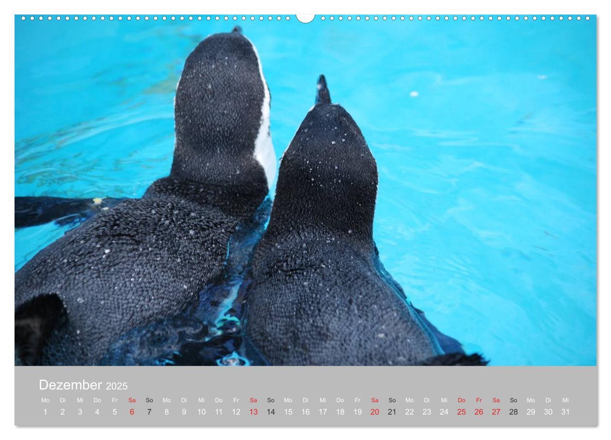 Bild: 9783435789603 | Pinguine 2025 (Wandkalender 2025 DIN A2 quer), CALVENDO Monatskalender