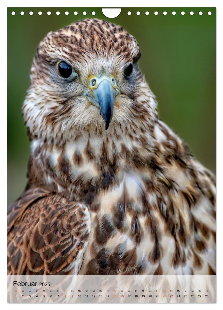 Bild: 9783435931316 | Vögel - gefiederte Freunde in unserer Natur (Wandkalender 2025 DIN...