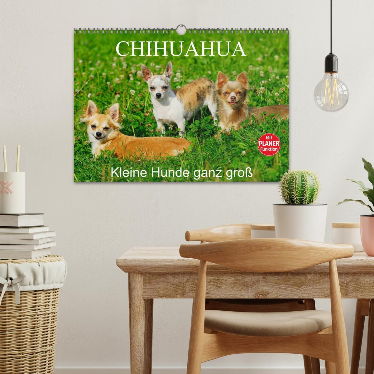 Bild: 9783435541157 | Chihuahua - Kleine Hunde ganz groß (Wandkalender 2025 DIN A3 quer),...