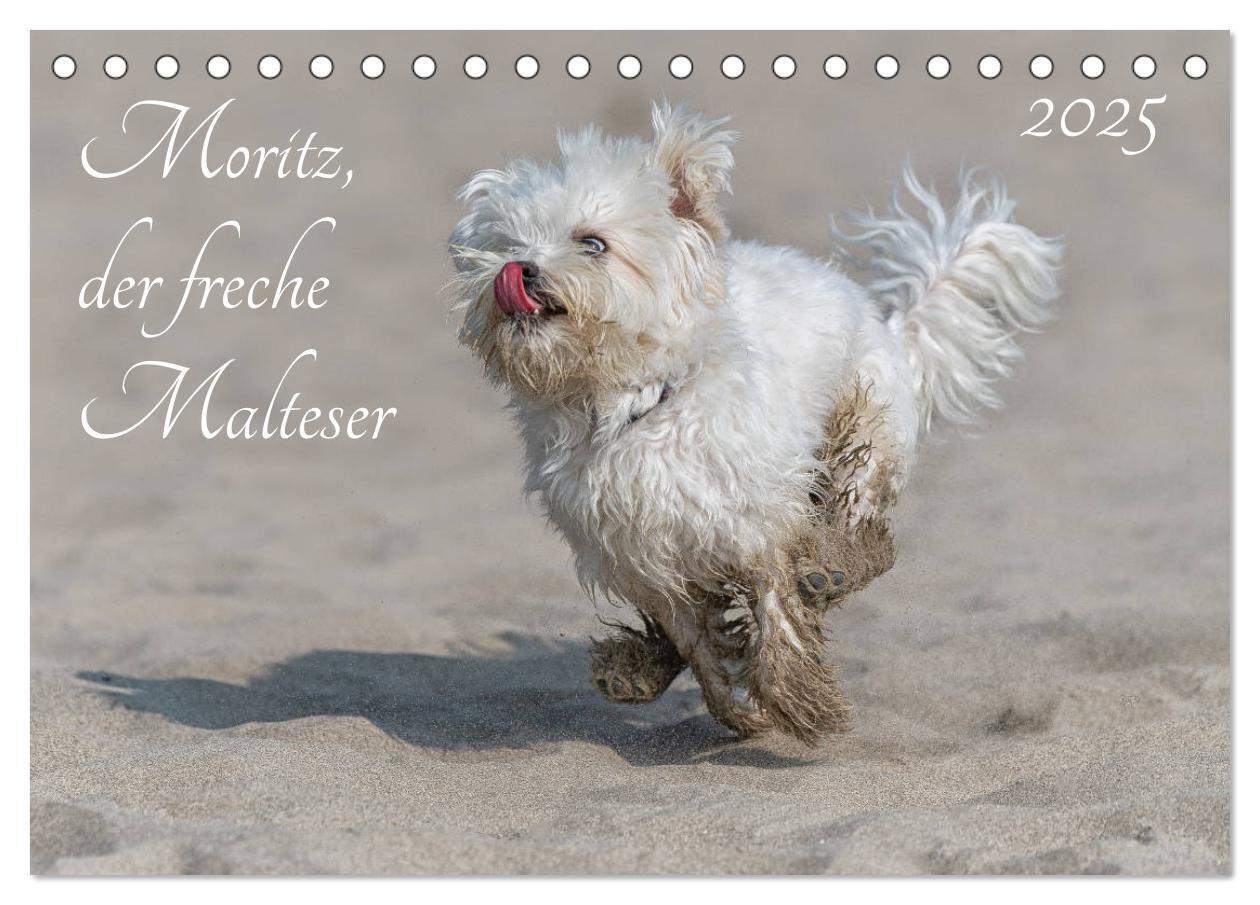 Cover: 9783435271856 | Moritz, der freche Malteser (Tischkalender 2025 DIN A5 quer),...