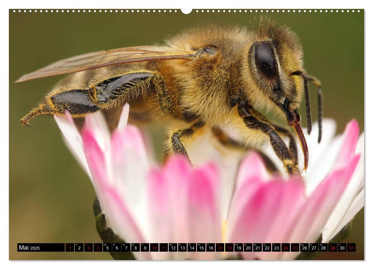 Bild: 9783435340002 | Faszination Makrofotografie: Wespen und Bienen (Wandkalender 2025...