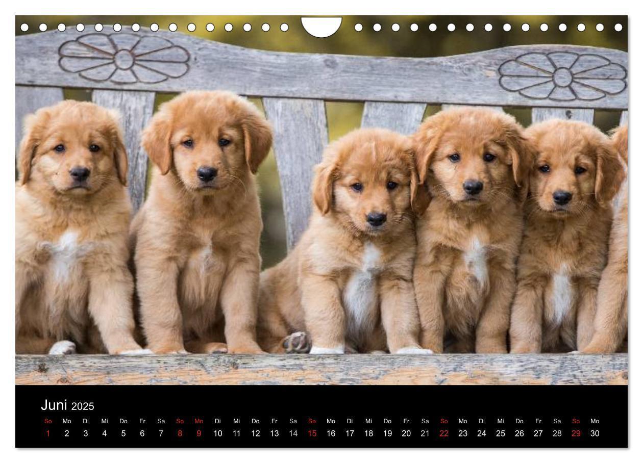 Bild: 9783435629770 | Toller - Nova Scotia Duck Tolling Retriever (Wandkalender 2025 DIN...