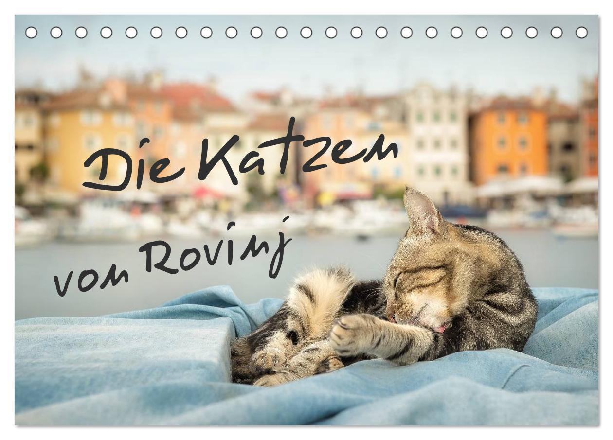 Cover: 9783435575527 | Die Katzen von Rovinj (Tischkalender 2025 DIN A5 quer), CALVENDO...