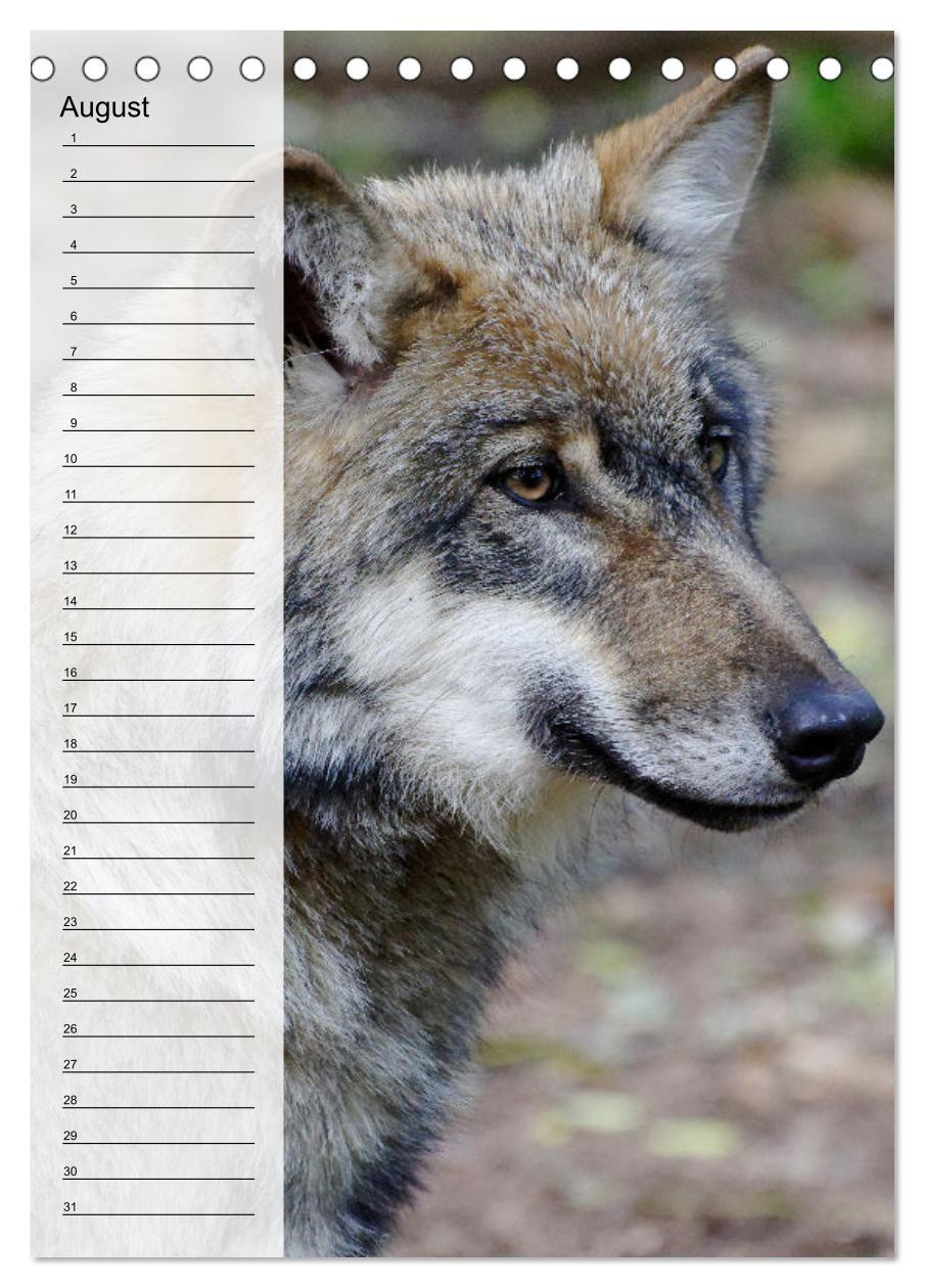 Bild: 9783435882335 | Der Wolf - Isegrim in den heimischen Wäldern - Kalender 2025...