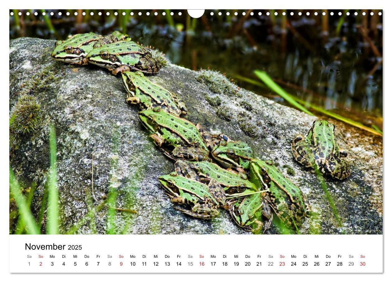 Bild: 9783435466269 | Paradies Naturgarten (Wandkalender 2025 DIN A3 quer), CALVENDO...