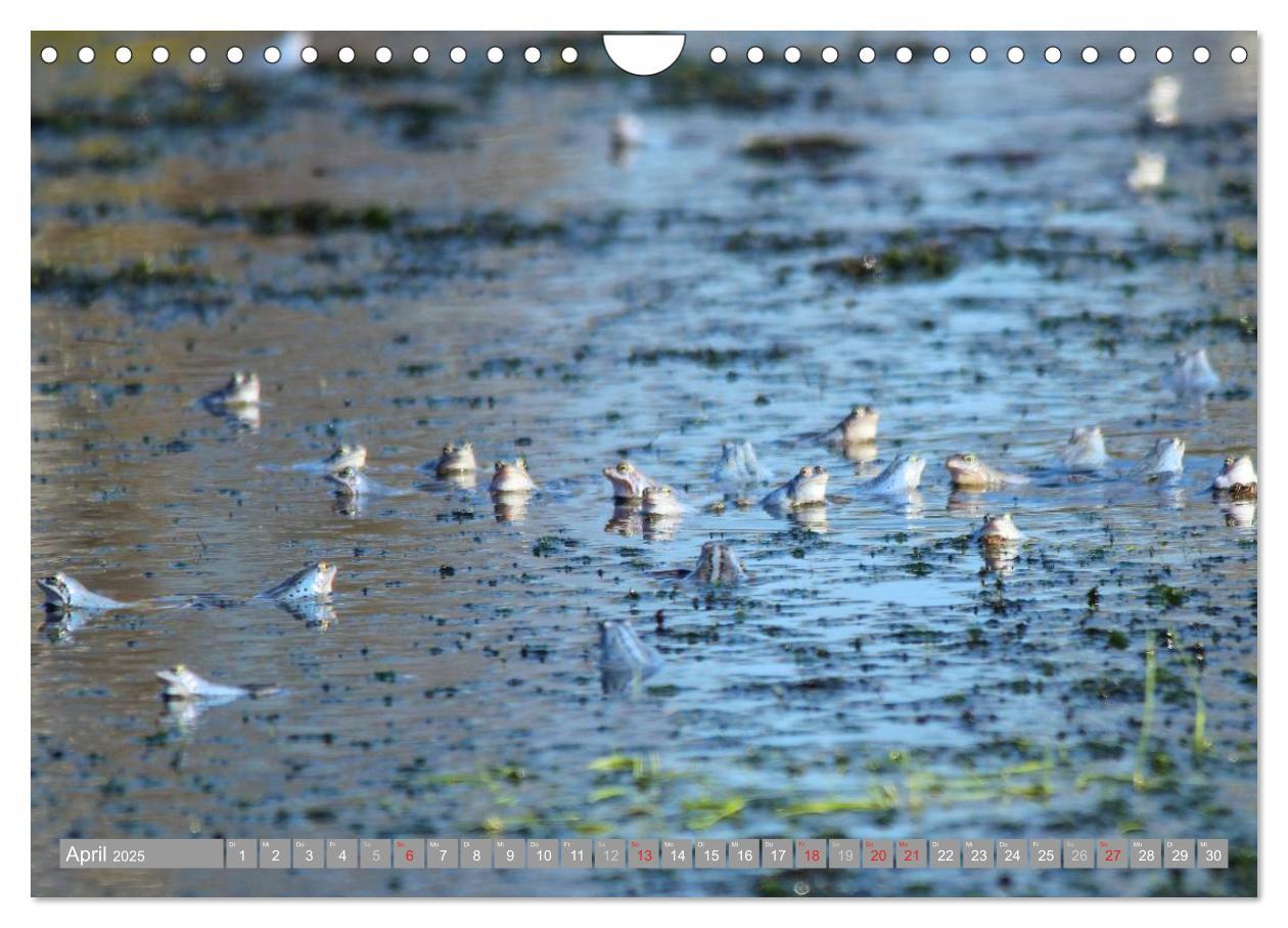 Bild: 9783435465200 | Pietzmoor - ein Hochmoor in der Lüneburger Heide (Wandkalender 2025...