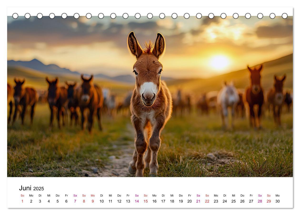 Bild: 9783457215357 | Esel - neugierige Typen (Tischkalender 2025 DIN A5 quer), CALVENDO...