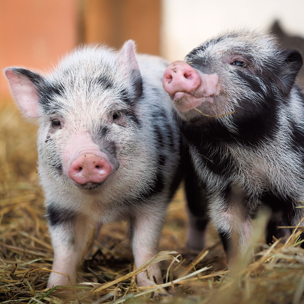 Bild: 9783959293358 | Piggies/Schweinchen 2024 | Kalender 2024 | Kalender | Drahtheftung