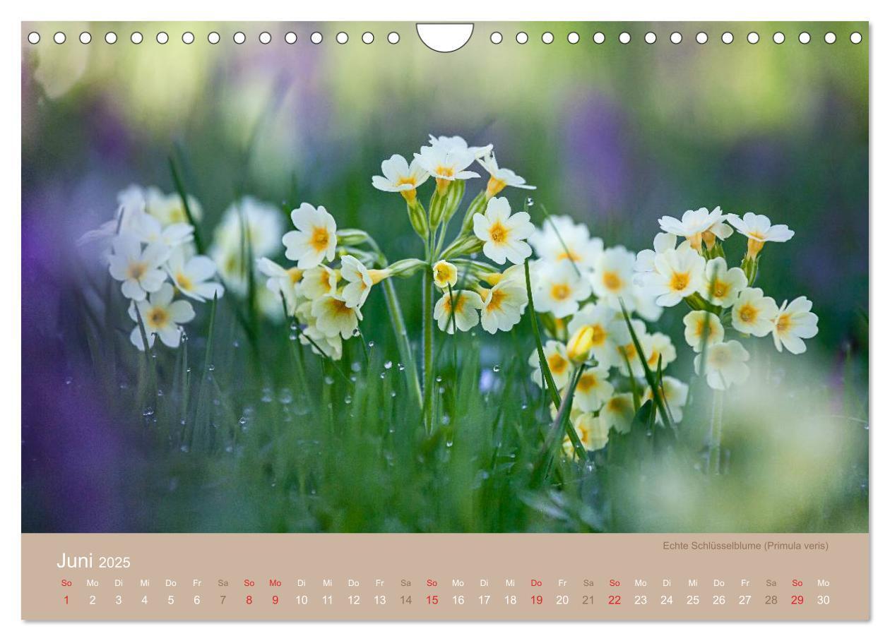 Bild: 9783435650026 | WILDE NAHRUNG (Wandkalender 2025 DIN A4 quer), CALVENDO Monatskalender