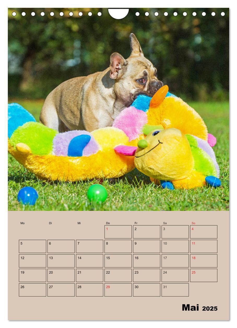 Bild: 9783435959662 | Jahresplaner Französische Bulldogge (Wandkalender 2025 DIN A4...