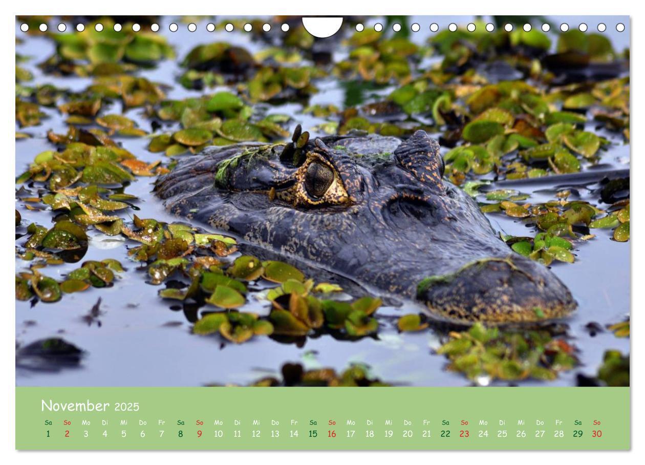 Bild: 9783435658541 | Am Amazonas (Wandkalender 2025 DIN A4 quer), CALVENDO Monatskalender