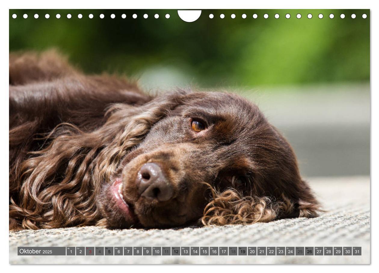 Bild: 9783435447930 | English Cocker Spaniels - Ein Spaziergang im Park (Wandkalender...