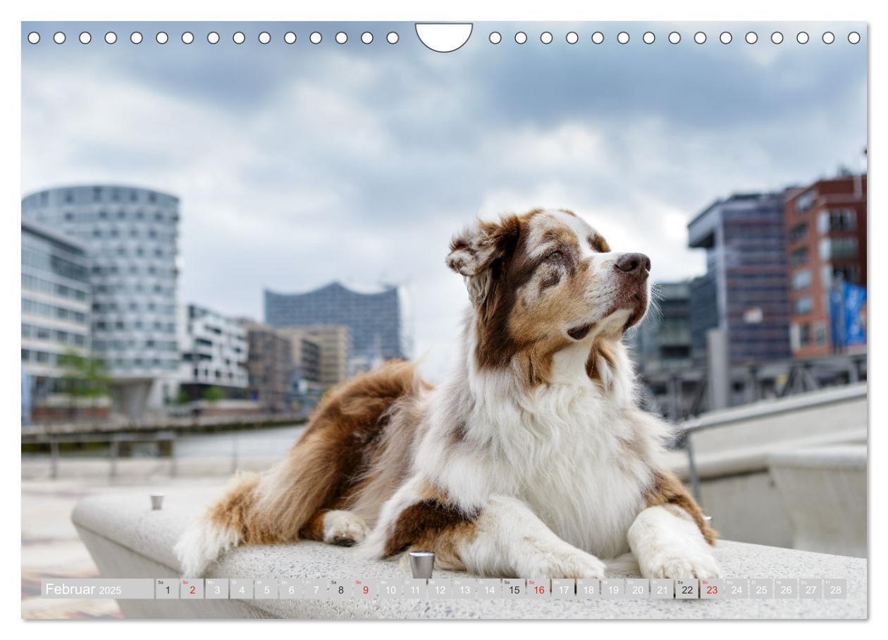 Bild: 9783435547548 | Australian Shepherd 2025 (Wandkalender 2025 DIN A4 quer), CALVENDO...