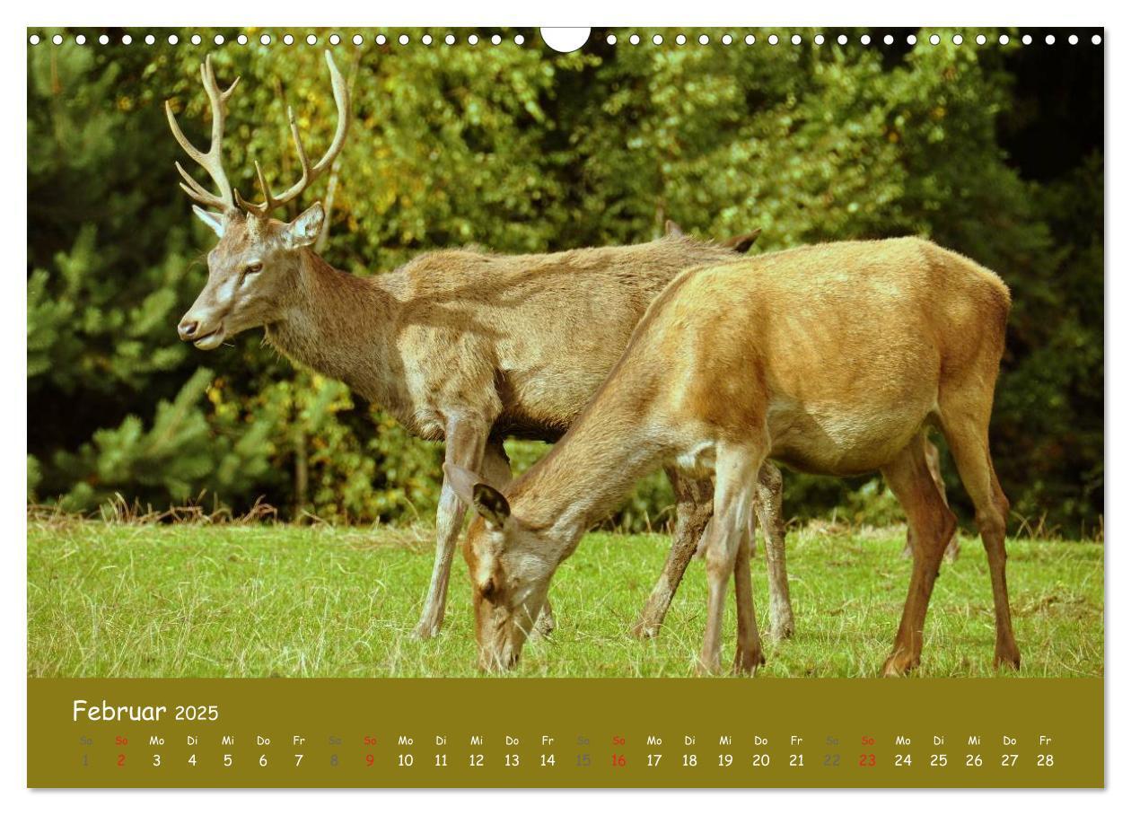 Bild: 9783435634569 | Begegnungen. DER HIRSCH (Wandkalender 2025 DIN A3 quer), CALVENDO...