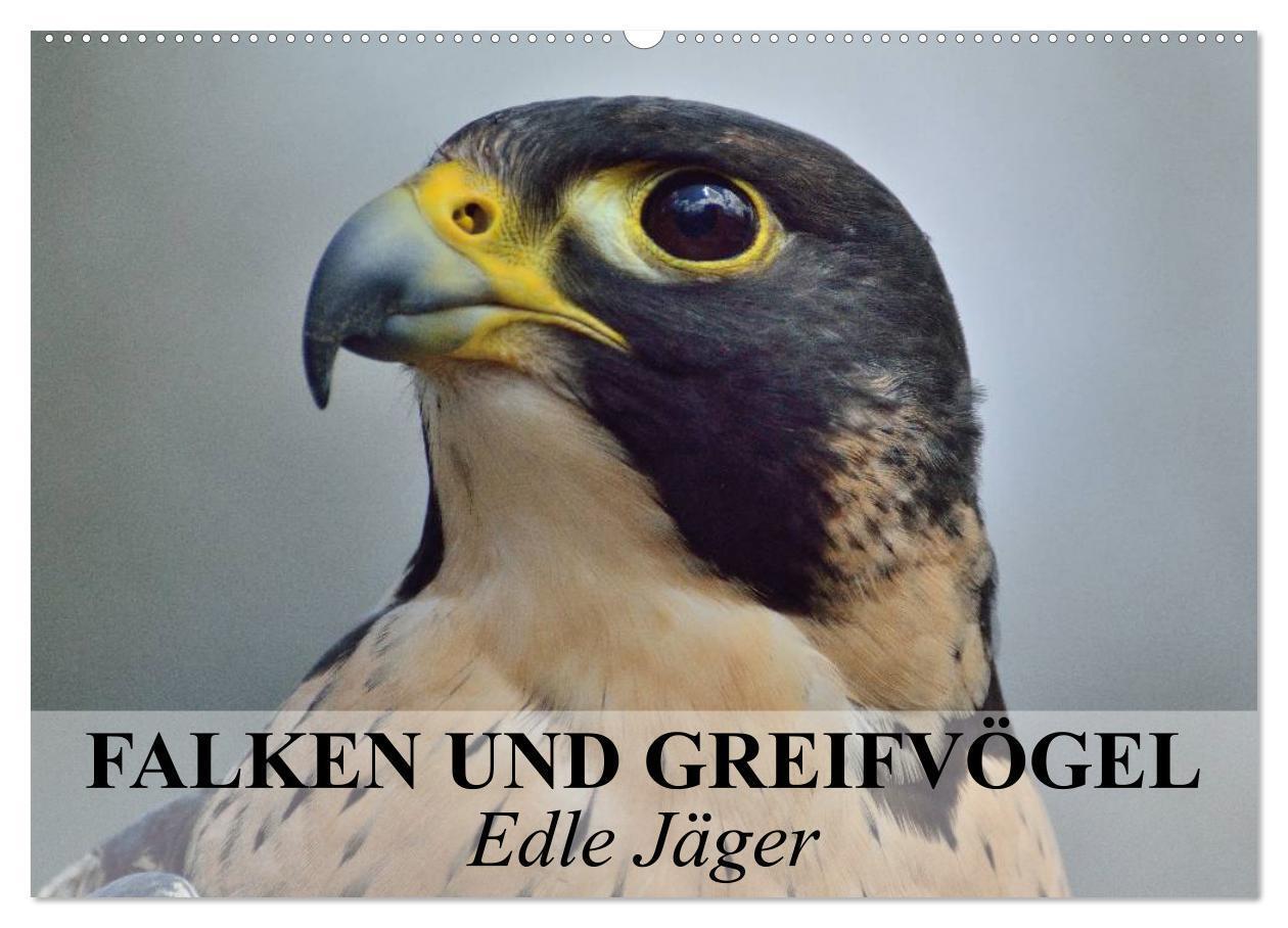 Cover: 9783435650712 | Falken und Greifvögel. Edle Jäger (Wandkalender 2025 DIN A2 quer),...