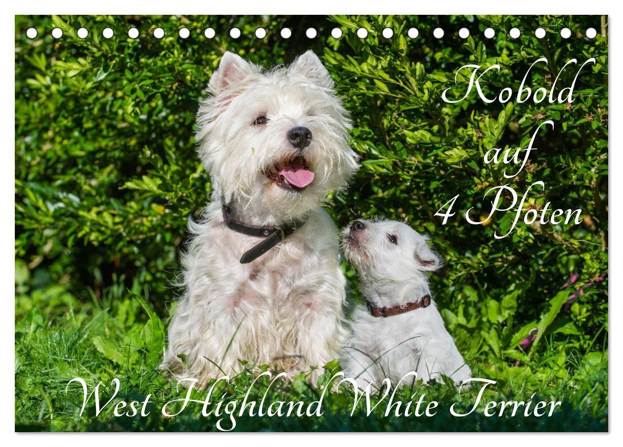 Cover: 9783435461714 | Kobold auf 4 Pfoten - West Highland White Terrier (Tischkalender...