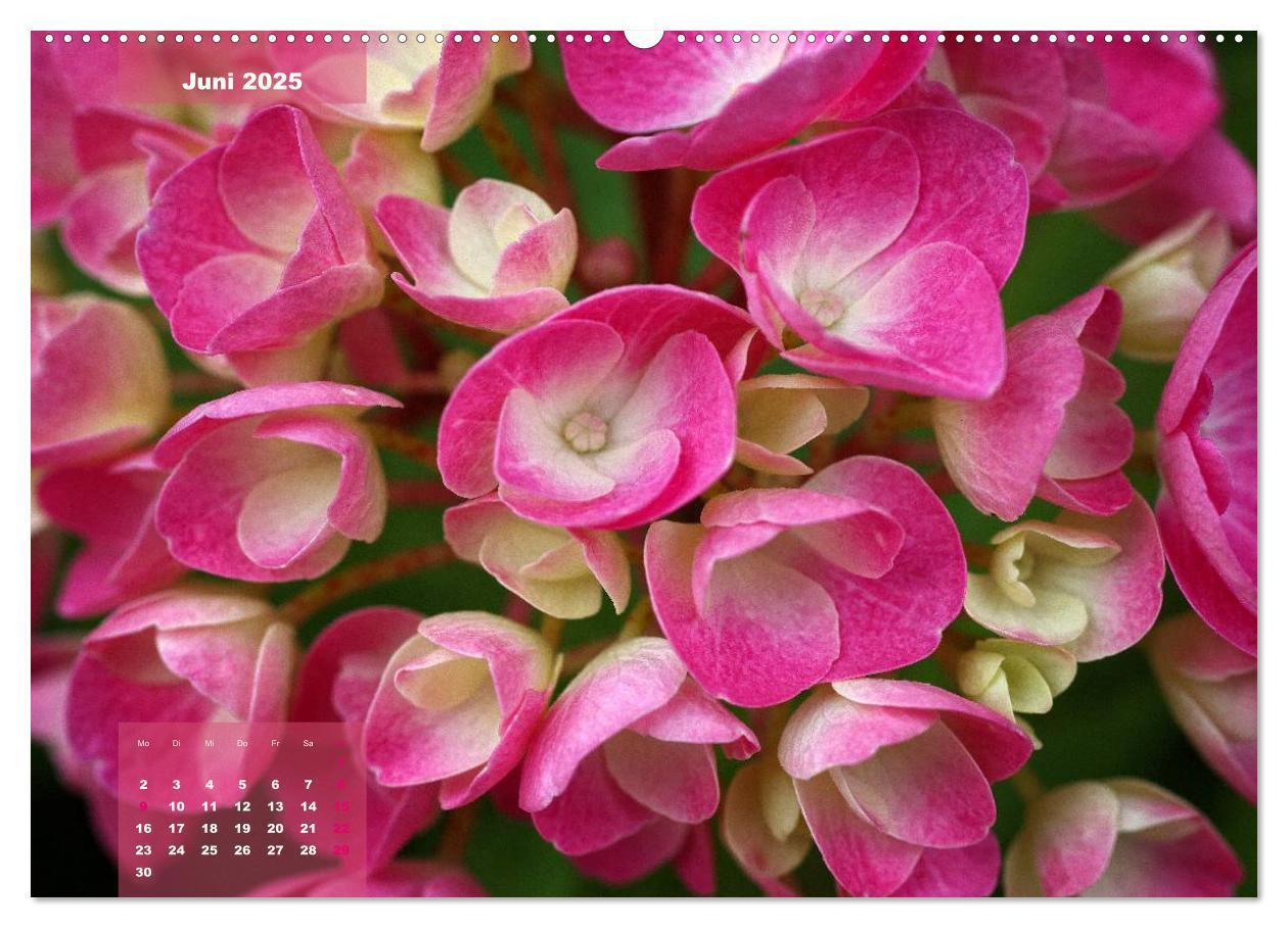 Bild: 9783435650651 | Himmlische Hortensien (Wandkalender 2025 DIN A2 quer), CALVENDO...