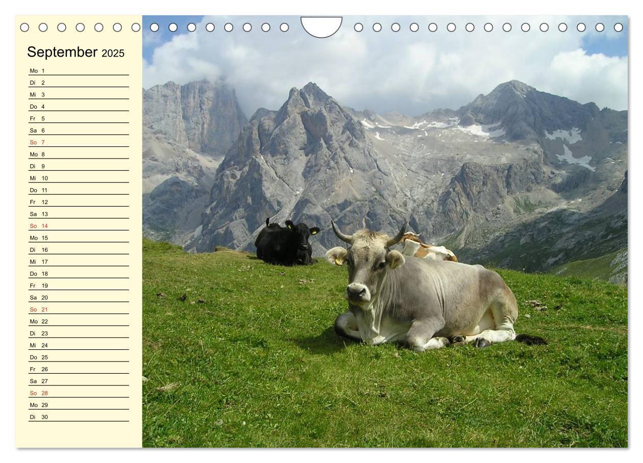 Bild: 9783435531004 | Glückliche Kühe auf saftigen Wiesen (Wandkalender 2025 DIN A4...