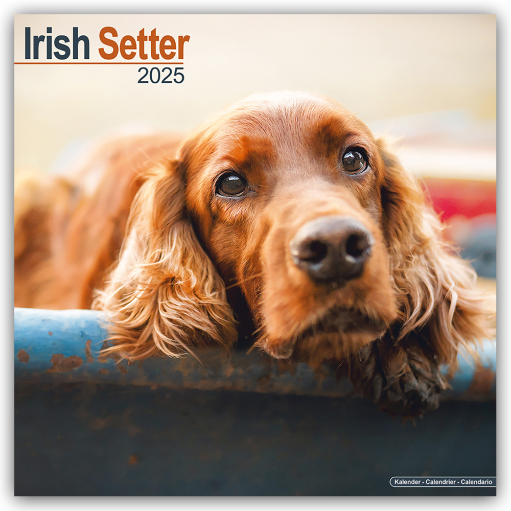 Cover: 9781804603543 | Irish Setter - Irish Setter 2025 - 16-Monatskalender | Ltd | Kalender