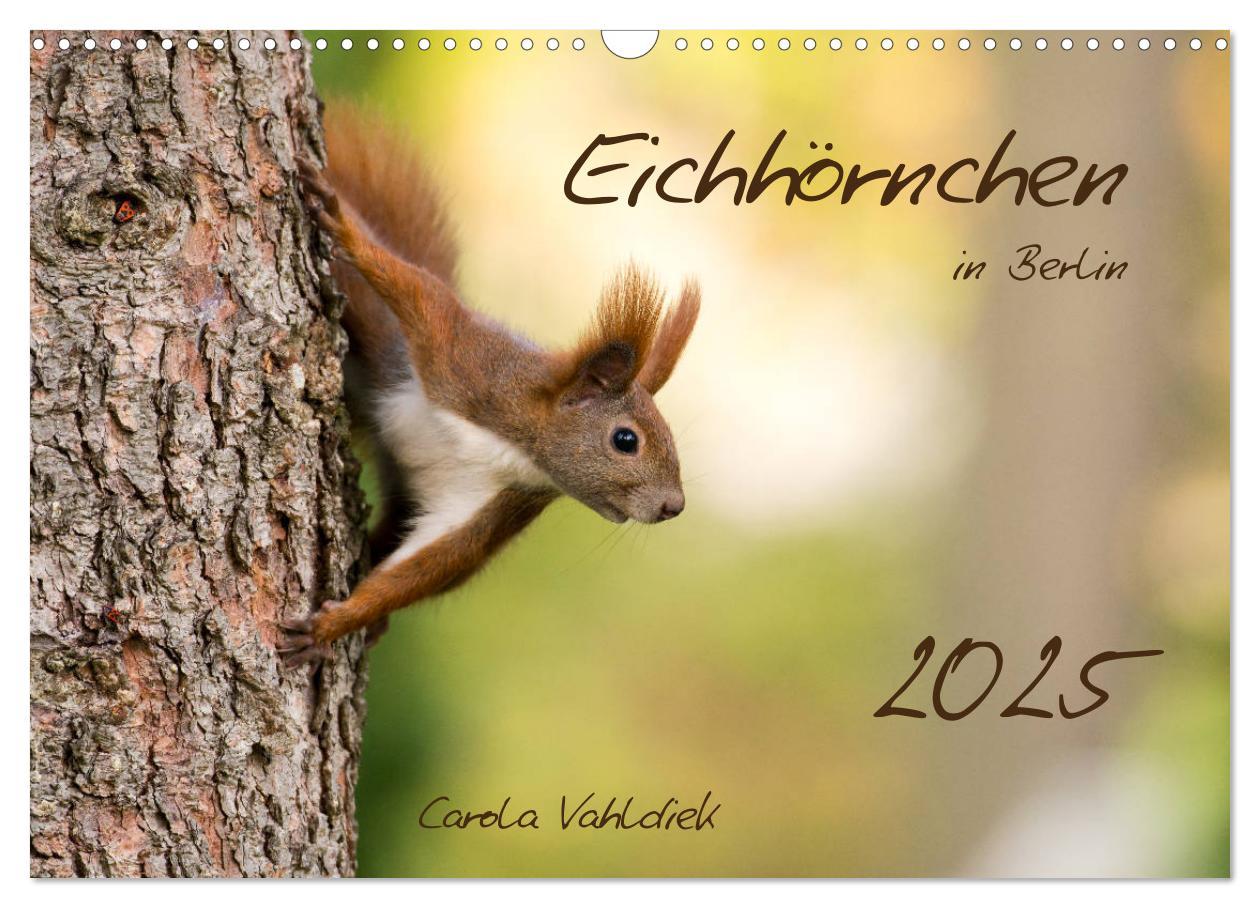 Cover: 9783435174492 | Eichhörnchen in Berlin (Wandkalender 2025 DIN A3 quer), CALVENDO...