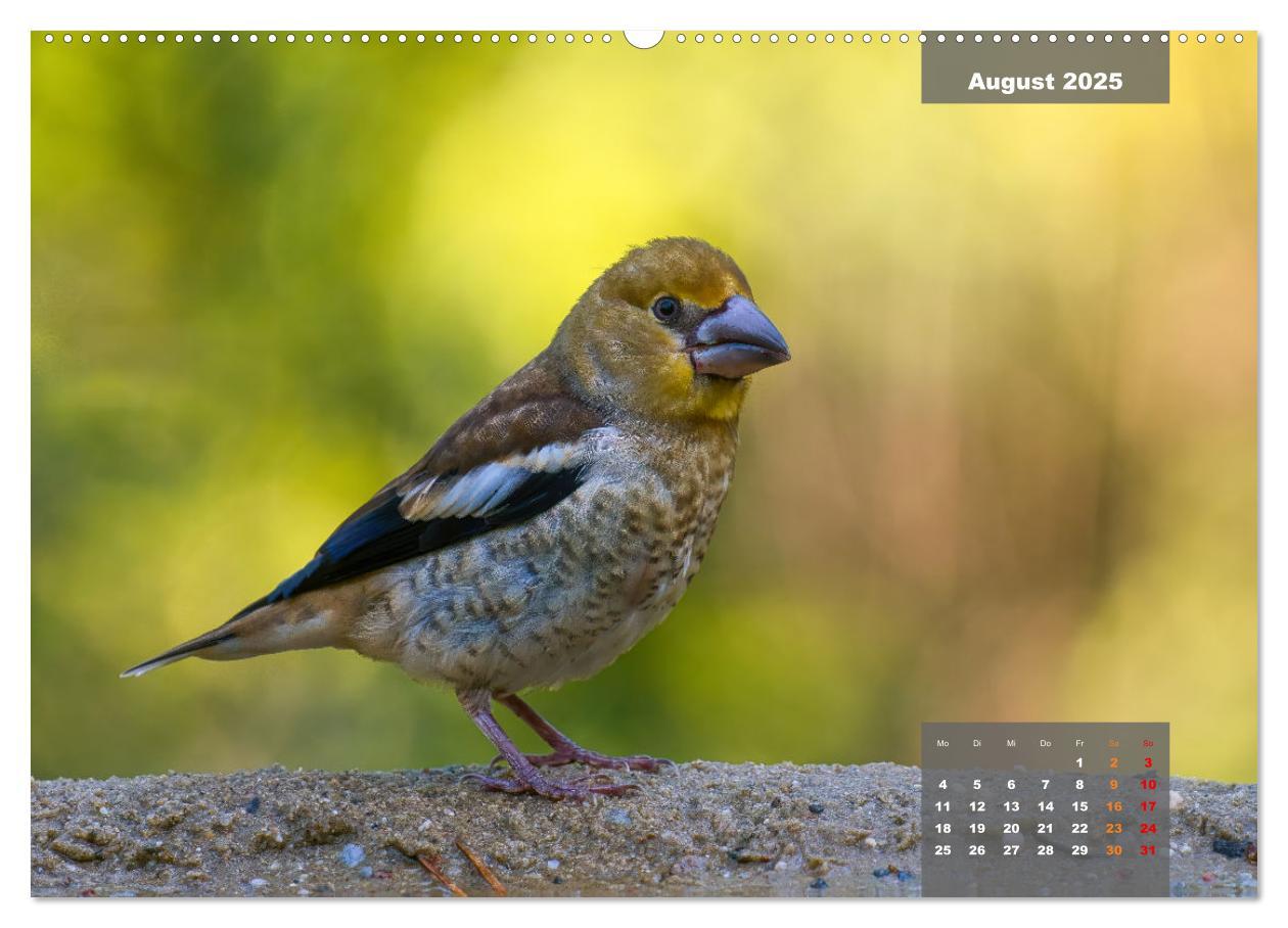 Bild: 9783383924262 | Sperlingsvögel - Die kleinen Sänger mit den großen Stimmen...